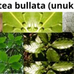 Read more about the article <strong>Ocotea Bullata (Unukane)</strong>