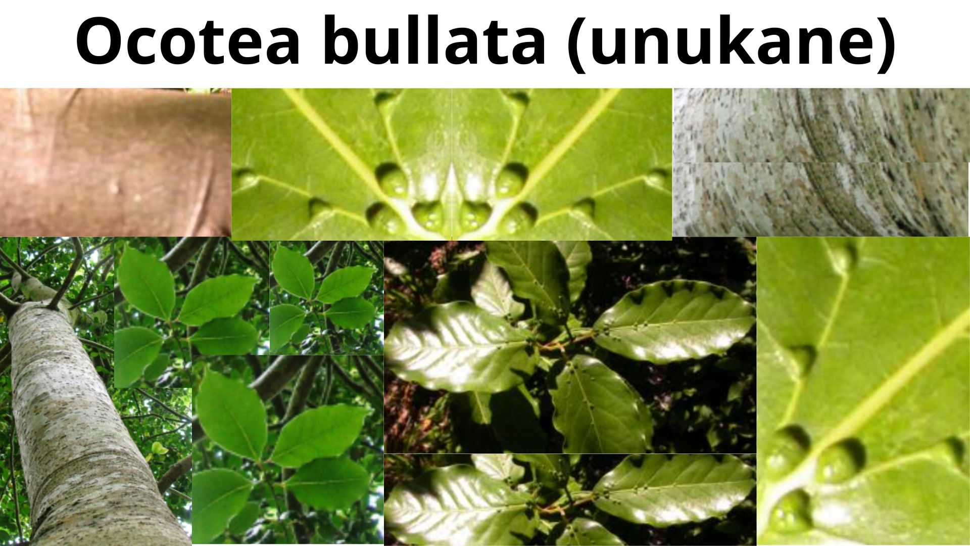 You are currently viewing <strong>Ocotea Bullata (Unukane)</strong>