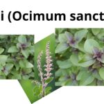 Read more about the article Tulsi (Ocimum sanctum)