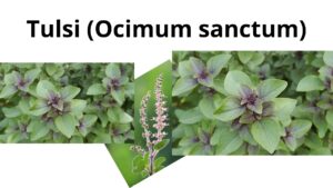 Read more about the article Tulsi (Ocimum sanctum)