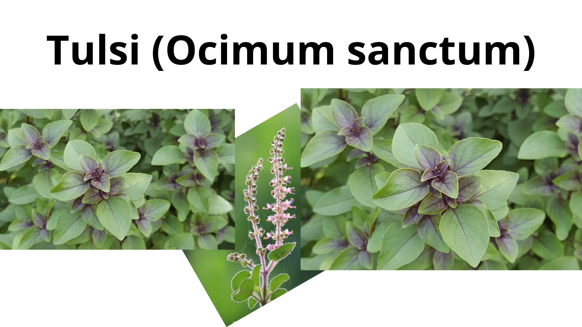 You are currently viewing Tulsi (Ocimum sanctum)