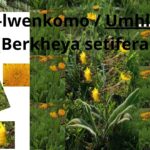 Read more about the article <strong>Berkheya setifera (Ulimi-lwenkomo)</strong>