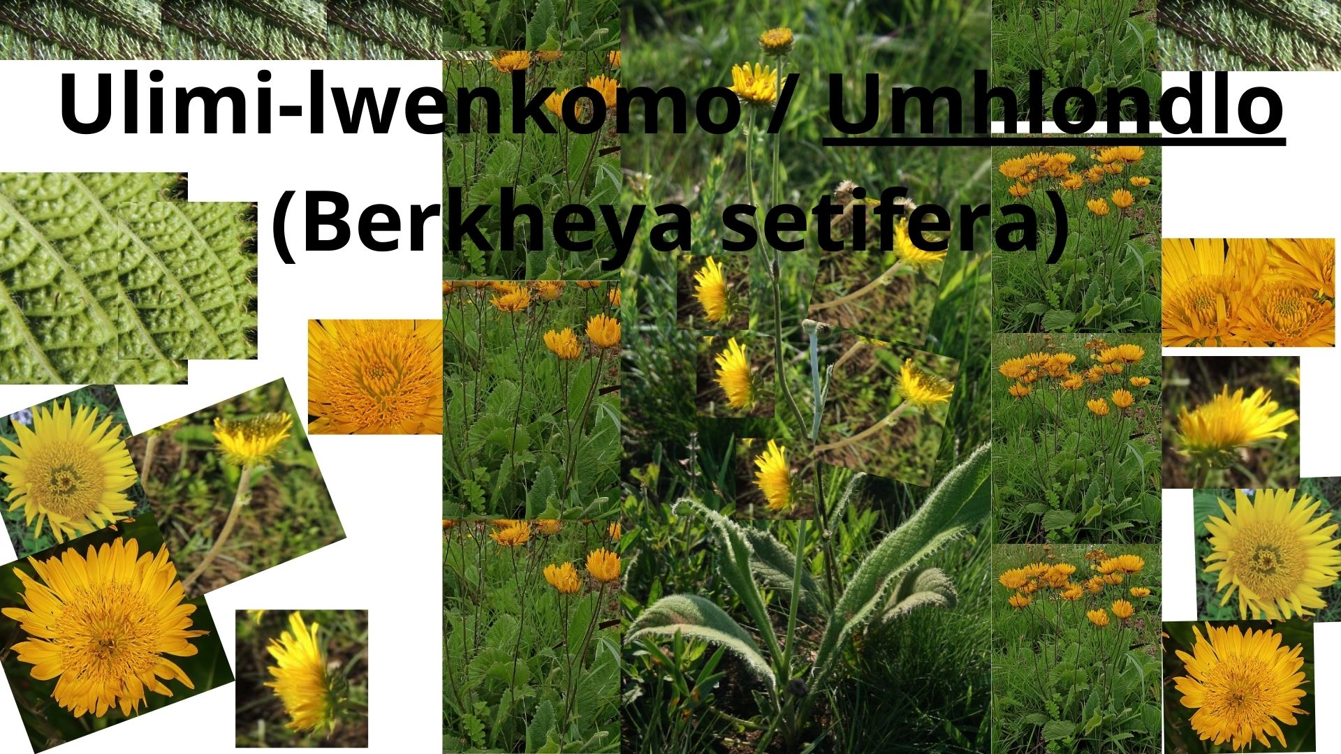 You are currently viewing <strong>Berkheya setifera (Ulimi-lwenkomo)</strong>