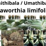Read more about the article Haworthia limifolia (Umathithibala)