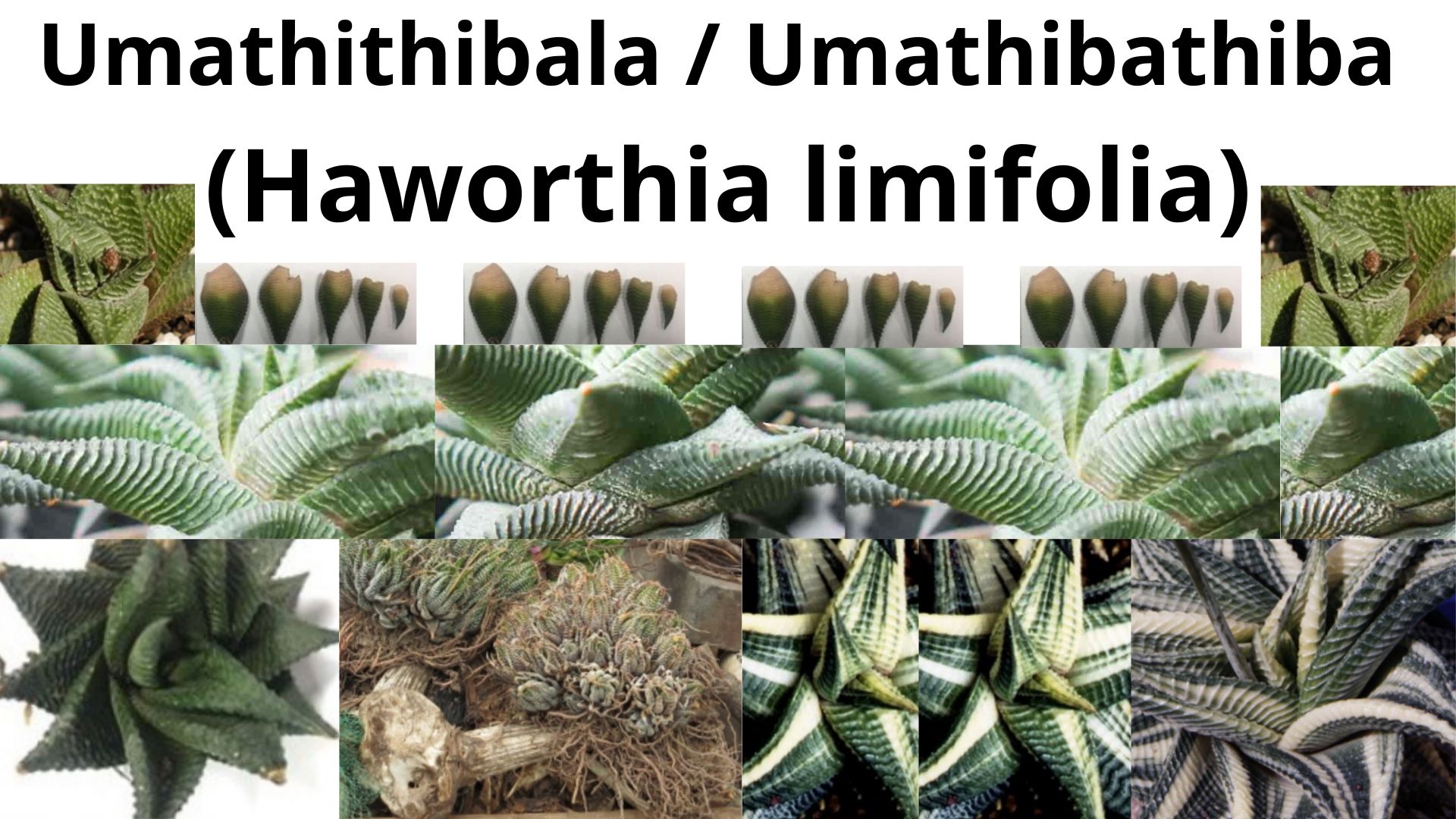 You are currently viewing Haworthia limifolia (Umathithibala)