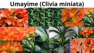 Read more about the article <strong>Clivia miniata (Umayime)</strong>