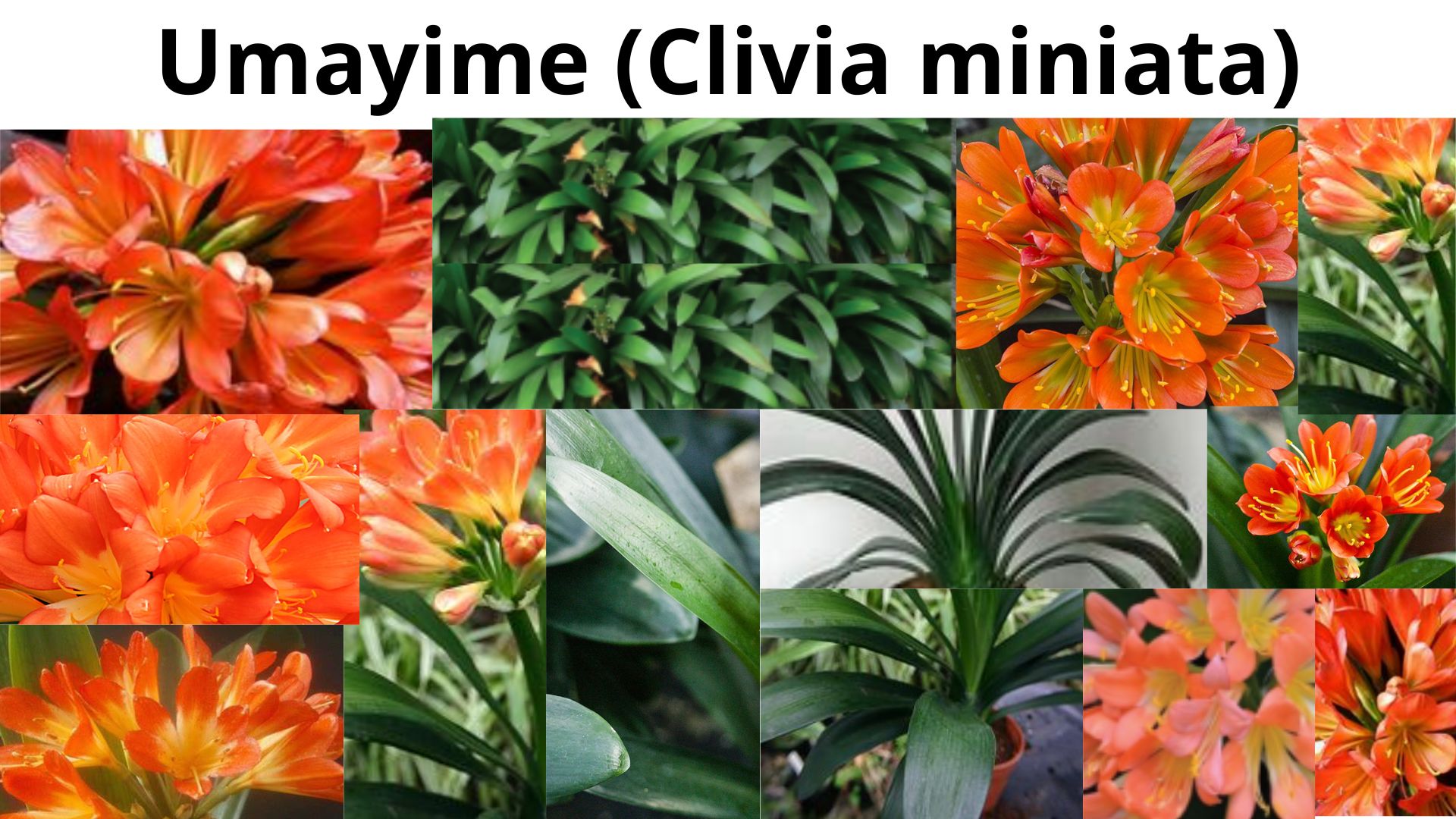 You are currently viewing <strong>Clivia miniata (Umayime)</strong>