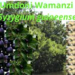 Read more about the article <strong>Syzygium guineense (Umdoni wamanzi)</strong>