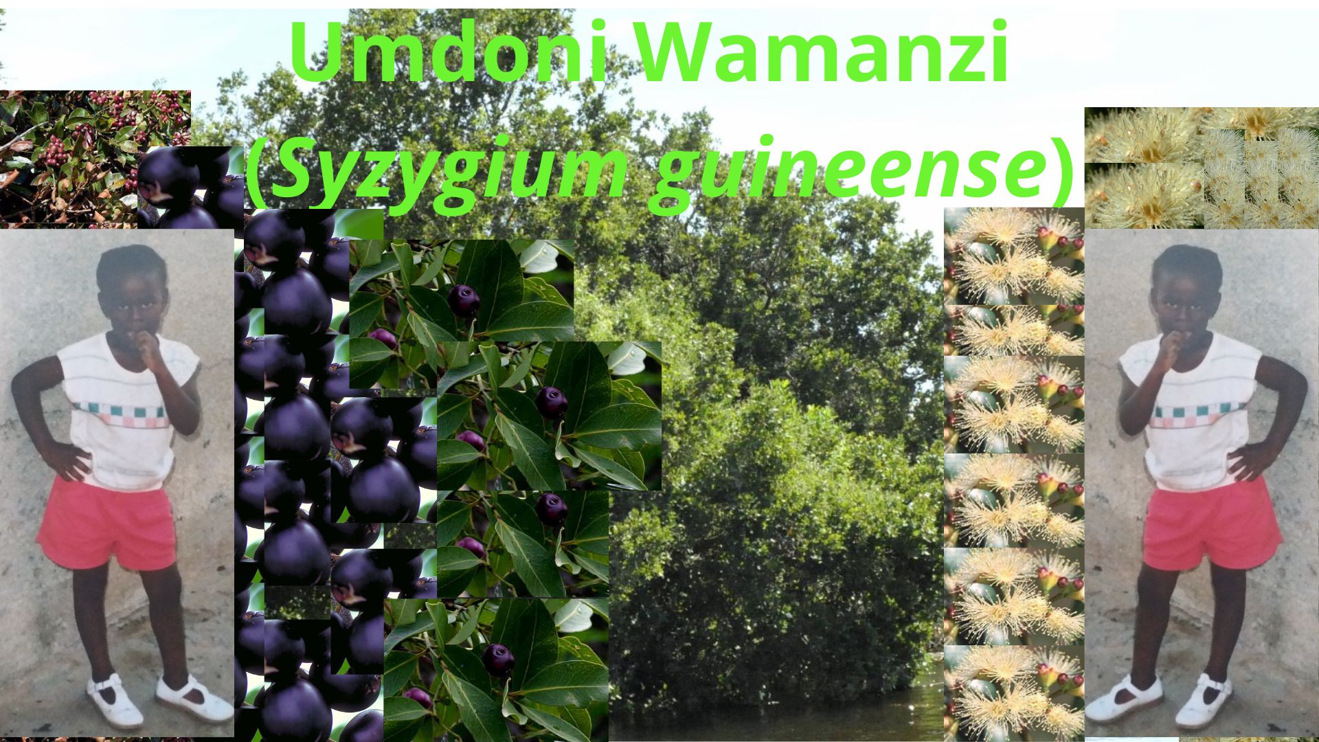 You are currently viewing <strong>Syzygium guineense (Umdoni wamanzi)</strong>