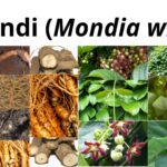 Read more about the article <strong>Mondia whitei (Umondi)</strong>