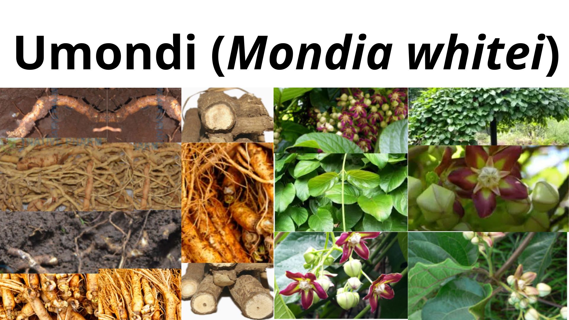 You are currently viewing <strong>Mondia whitei (Umondi)</strong>