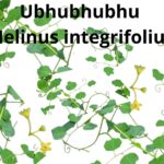 Read more about the article <strong>Helinus integrifolius (Ubhubhubhu)</strong>