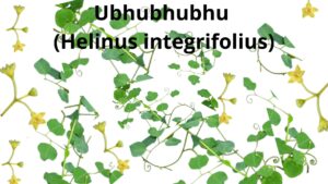 Read more about the article <strong>Helinus integrifolius (Ubhubhubhu)</strong>