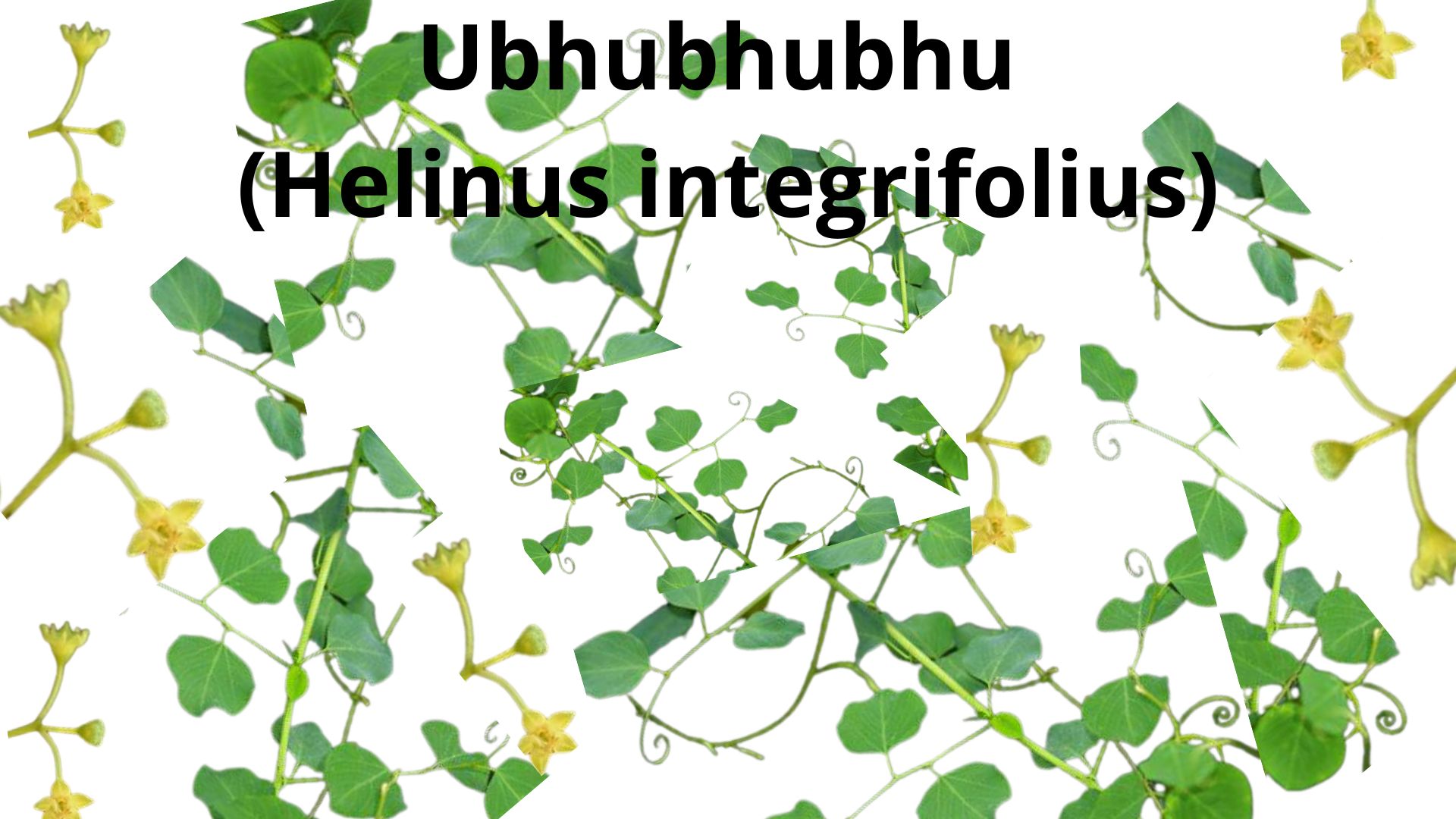 You are currently viewing <strong>Helinus integrifolius (Ubhubhubhu)</strong>
