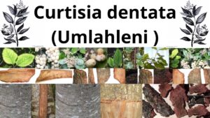 Read more about the article <strong>Curtisia dentata (Umlahleni)</strong>