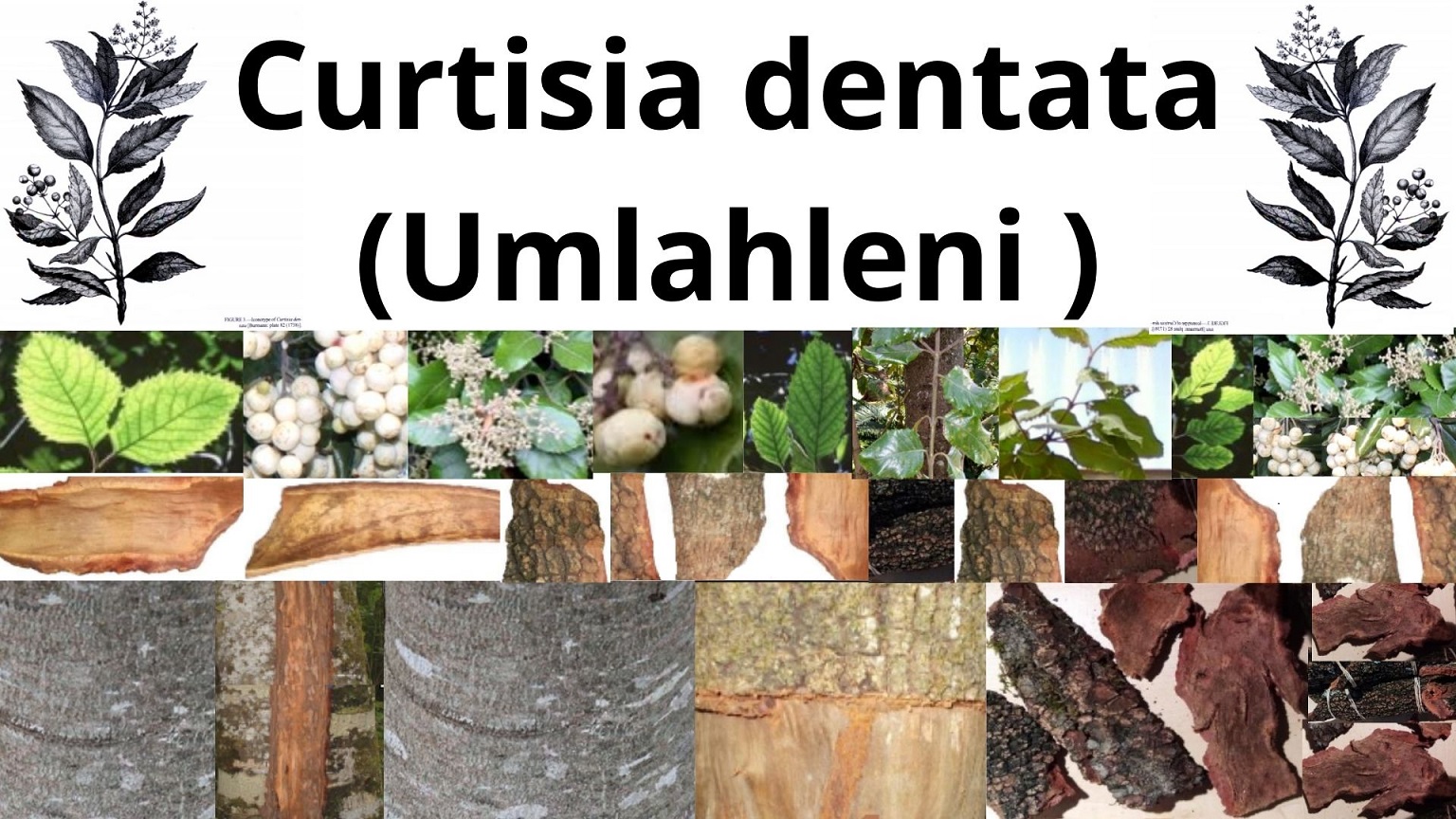 You are currently viewing <strong>Curtisia dentata (Umlahleni)</strong>