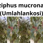 Read more about the article <strong>Ziziphus mucronata (Umlahlankosi)</strong>