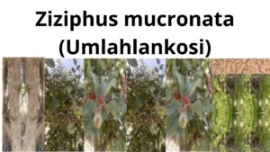 Read more about the article <strong>Ziziphus mucronata (Umlahlankosi)</strong>