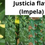 Read more about the article <strong>Justicia flava (Impela)</strong>