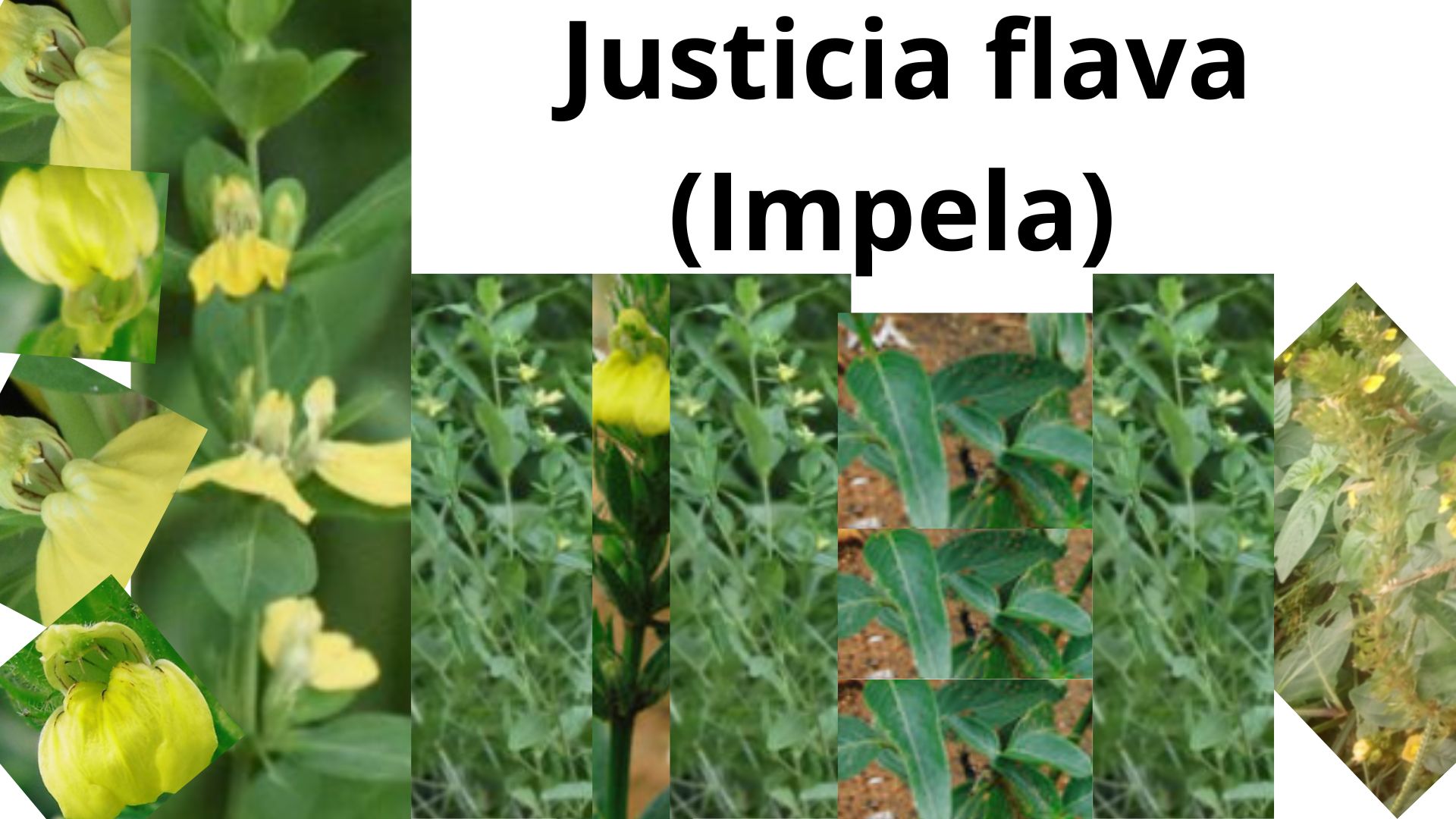 You are currently viewing <strong>Justicia flava (Impela)</strong>