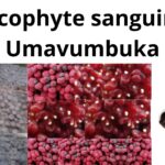 Read more about the article <strong>Sarcophyte sanguinea (Umavumbuka)</strong>