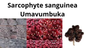 Read more about the article <strong>Sarcophyte sanguinea (Umavumbuka)</strong>