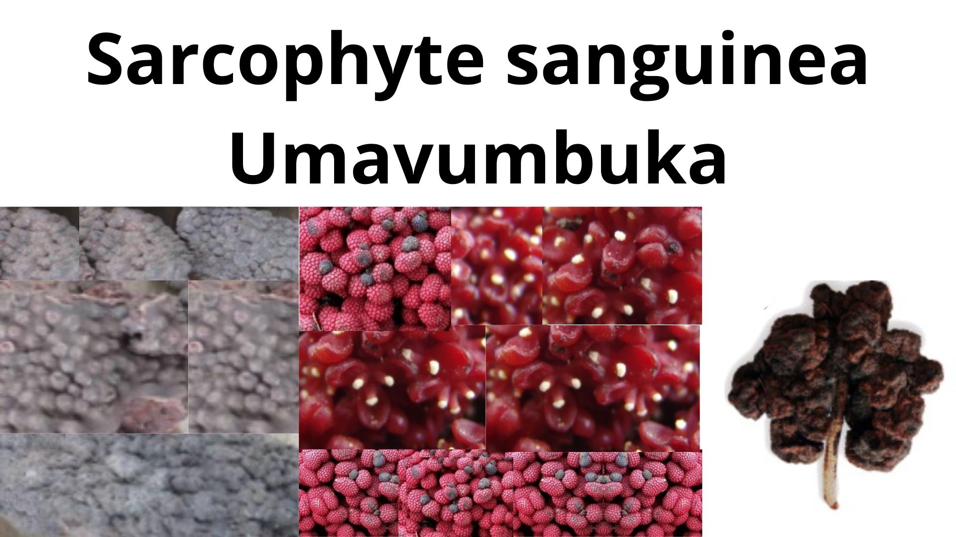 You are currently viewing <strong>Sarcophyte sanguinea (Umavumbuka)</strong>