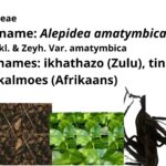 Alepidea amatymbica
