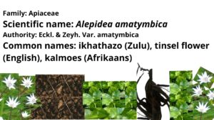 Read more about the article <strong>Alepidea amatymbica – a psychoactive plant</strong>