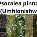 Read more about the article <strong>Psoralea pinnata (Umhlonishwa)</strong>