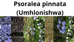 Read more about the article <strong>Psoralea pinnata (Umhlonishwa)</strong>