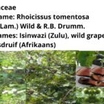 Read more about the article <strong>Rhoicissus tomentosa (Isinwazi)</strong>