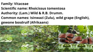 Read more about the article <strong>Rhoicissus tomentosa (Isinwazi)</strong>