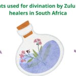 Divination plants
