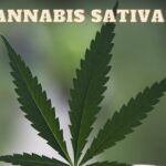 Cannabis sativa L