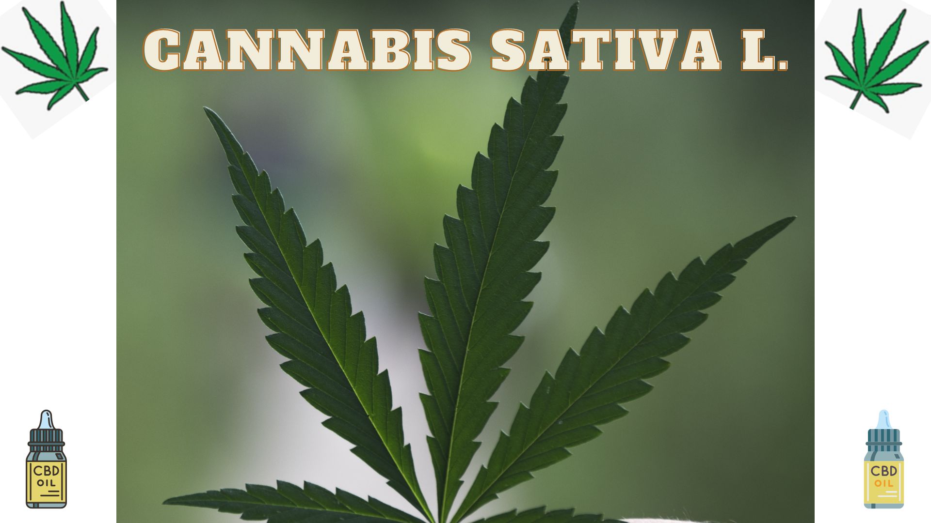 You are currently viewing <strong>Cannabis sativa L.</strong>