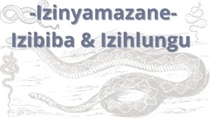 Read more about the article <strong>Izinyamazane – izibiba & izihlungu </Strong>