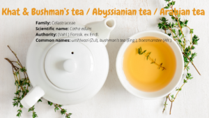 Read more about the article <strong>Khat & Bushman’s tea / Abyssianian tea / Arabian tea</strong>