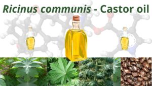 Read more about the article <strong>Ricinus communis – Castor oil</strong>