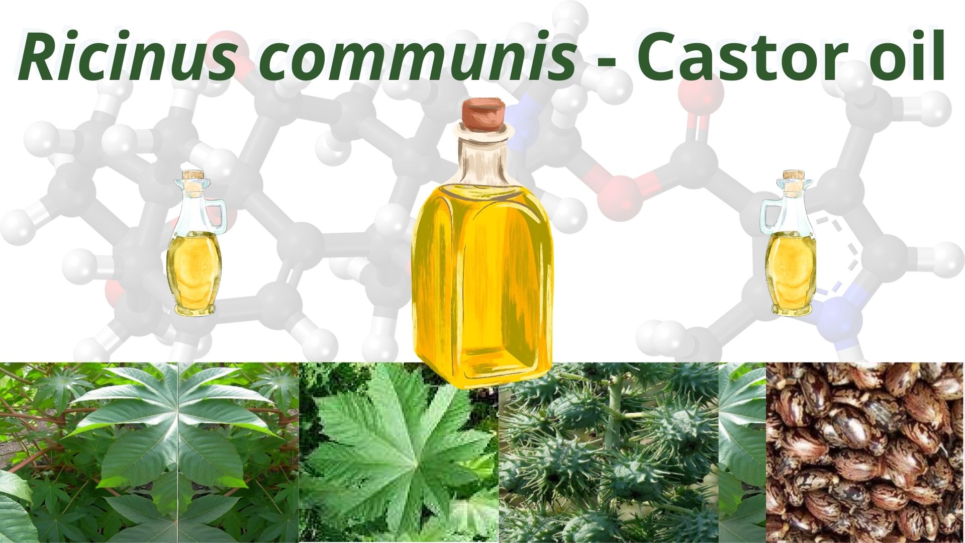 You are currently viewing <strong>Ricinus communis – Castor oil</strong>