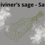 Salvia