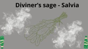 Read more about the article <strong>Diviner’s sage – Salvia</strong>