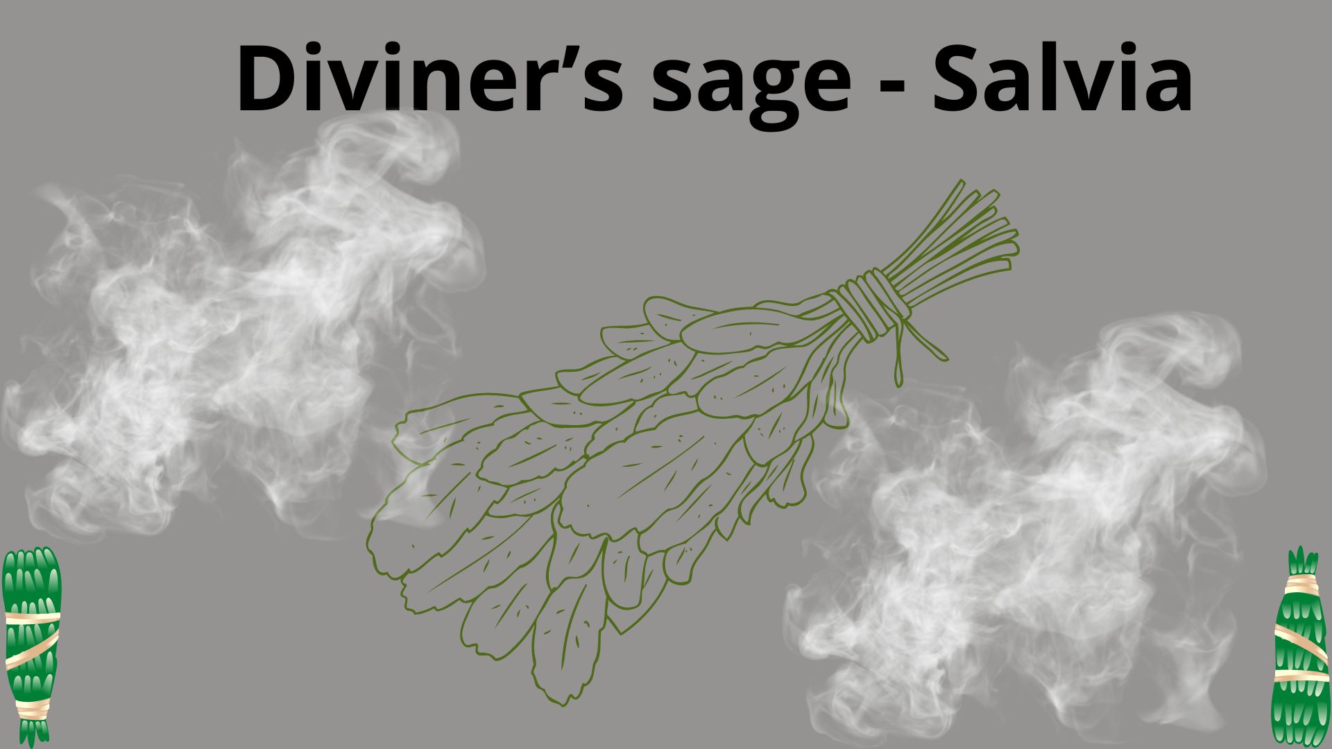 You are currently viewing <strong>Diviner’s sage – Salvia</strong>