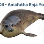 Read more about the article <strong>Seal Oil – Amafutha Enja Yolwandle</strong>