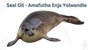 Read more about the article <strong>Seal Oil – Amafutha Enja Yolwandle</strong>