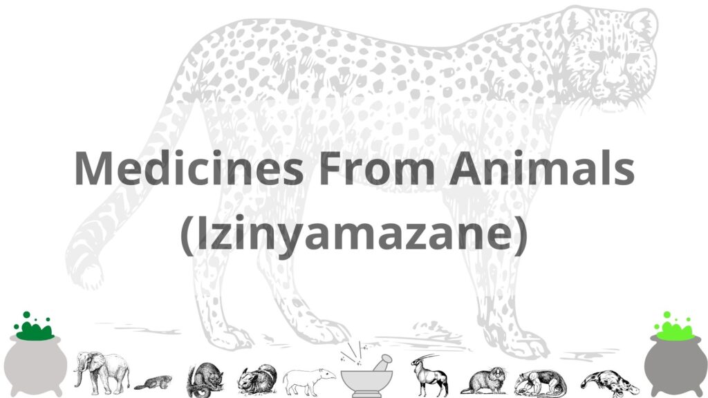 Medicines made from animals