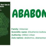 Ababomvu