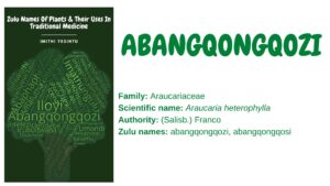 Read more about the article <strong>Abangqongqozi </strong>