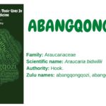 Abangqaongqozi