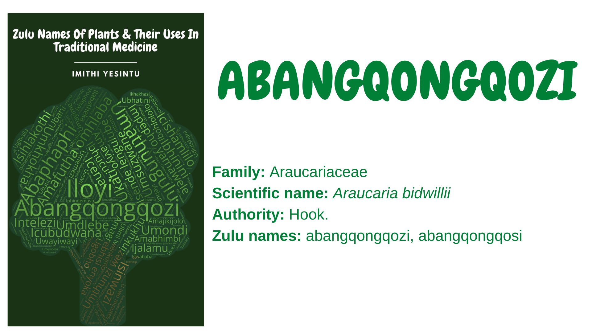 You are currently viewing <strong>Abangqongqozi</strong>